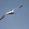 Albatros kralovsky - Diomedea epomophora - Southern Royal Albatross 7537